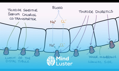 How do Thiazide Diuretics Work Understanding Bendroflumethiazide and Indapamide