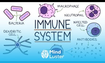 Understanding the Immune System in One Video