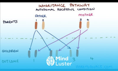 Understanding Autosomal Dominant and Autosomal Recessive Inheritance