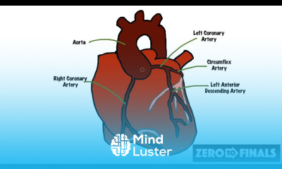 How does the heart work Fundamentals for medical students