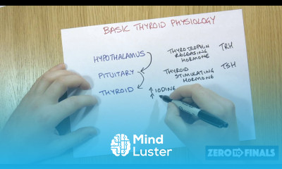 How is the thyroid regulated