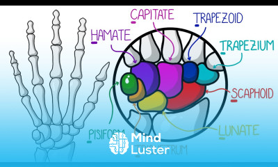 Learn The Bones of the Hand Wrist In 2 Minutes With Fractures