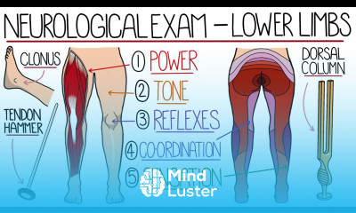 Neurological Exam of the Lower Limbs