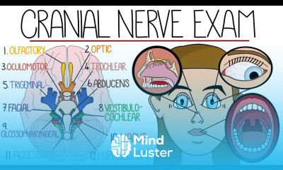 The Cranial Nerve Examination Includes Name Function Mnemonics