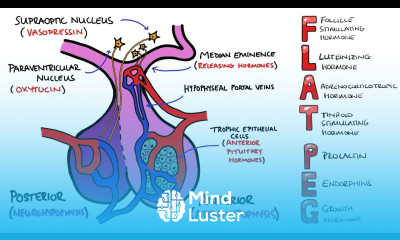 Anterior v Posterior Pituitary Gland PLUS Anterior Pituitary Hormones Mnemonic FLAT PEG