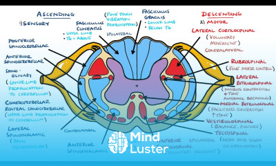 Ascending and Descending Spinal Cord Tracts Made Easy