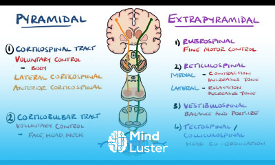 Extrapyramidal and Pyramidal Tracts Descending Tracts of the Spinal Cord Includes Lesions