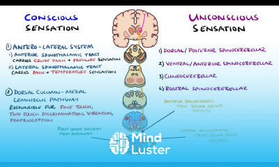 Spinothalamic Tract and Dorsal Column Medial Lemniscus Pathway Ascending Tracts of the Spinal Cord