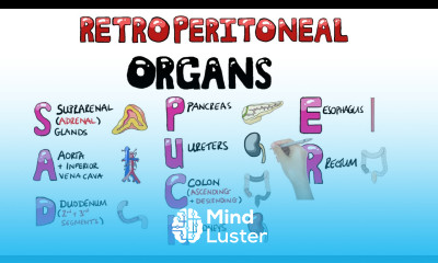 SAD PUCKER Retroperitoneal Organs Mnemonic SAD PUCKER Mnemonic in 1 Minute with pictures