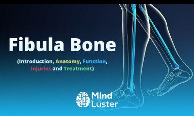 Fibula Bone Introduction Anatomy Function Injuries and Treatment