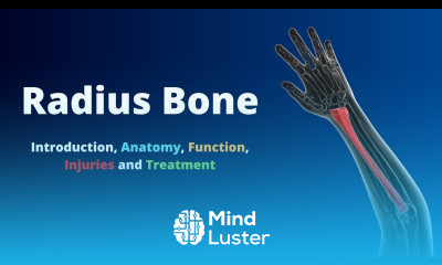 Radius Bone Introduction Anatomy Function Injuries and Treatment