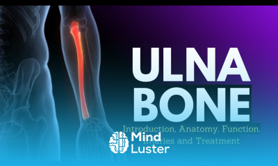 Ulna Bone Introduction Anatomy Function Injuries and Treatment