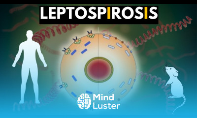 Leptospirosis Causes Signs and Symptoms Diagnosis and Treatment