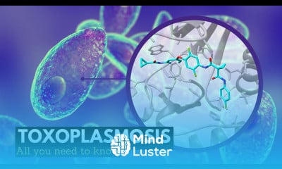 Toxoplasmosis What You Need To Know