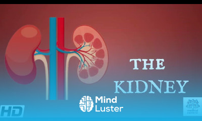 Kidneys Anatomy Picture and Function