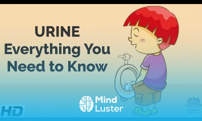 Urine Everything You Need To Know