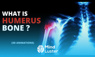 What is Humerus Bone