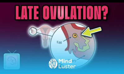 Late ovulation Causes treatment and effect on fertility