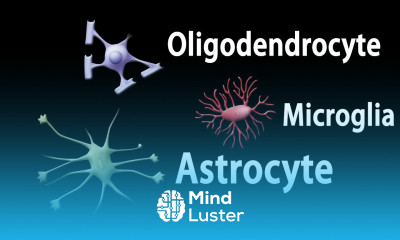 Neuroscience Basics Neuroglia Functions Animation