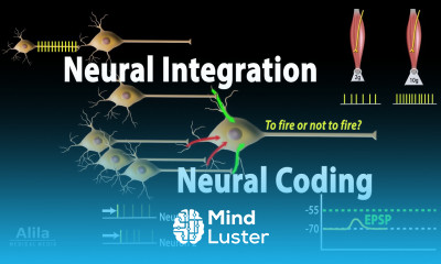 Neuroscience basics Neural Integration and Neural Coding Animation