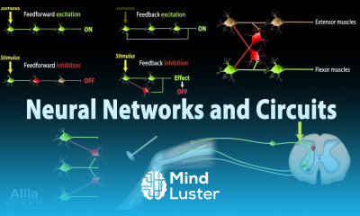 Neuroscience Basics Neural Networks and Circuits Animation