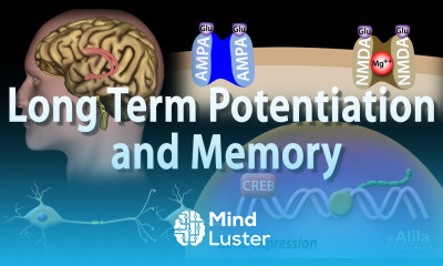 Long Term Potentiation and Memory Formation Animation