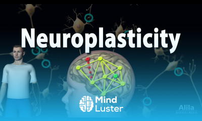 Neuroplasticity Animation