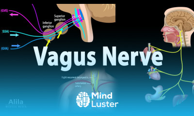 Vagus Nerve Neuroanatomy and Functions Animation