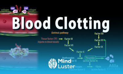 Hemostasis Control of Bleeding Coagulation and Thrombosis Animation