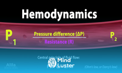 Principles of Hemodynamics Animation