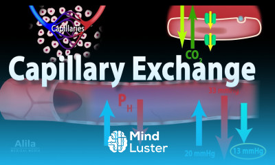 Capillary Exchange and Edema Animation