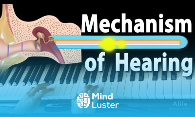 Mechanism of Hearing Animation