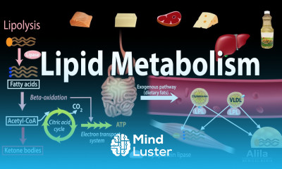 Lipid Fat Metabolism Overview Animation
