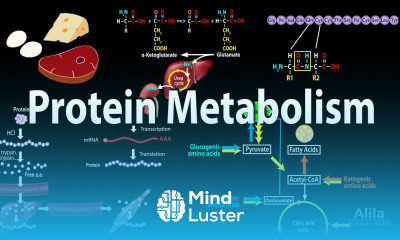 Protein Metabolism Overview Animation