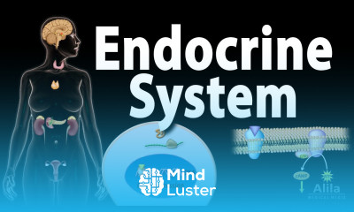 The Endocrine System Overview Animation
