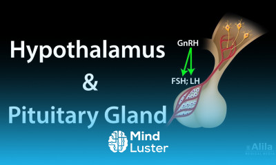 Hypothalamus and Pituitary Gland Functions Animation