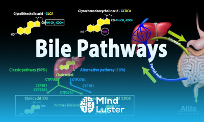 Bile Pathways and the Enterohepatic Circulation Animation