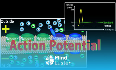 Action Potential in Neurons Animation