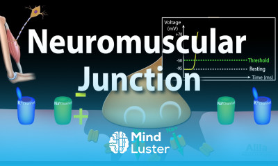Neuromuscular Junction Animation