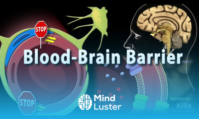 Blood Brain Barrier Animation