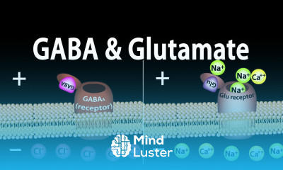 Neuroscience Basics GABA and Glutamate Animation