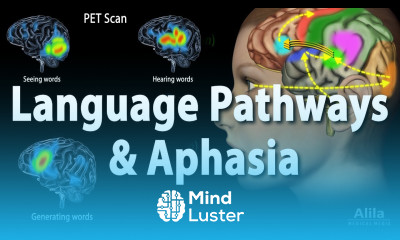 Language Pathways and Aphasia Animation