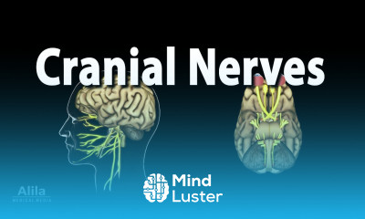 Cranial Nerves Basic Anatomy Functions Effects of Damage and Clinical Tests Animation