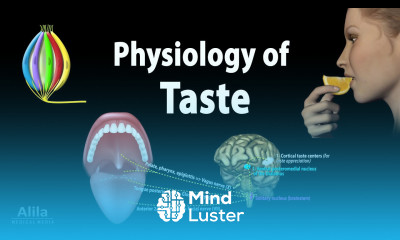Taste Anatomy and Physiology Animation