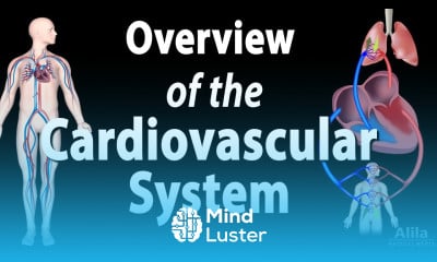 Cardiovascular System Overview Animation