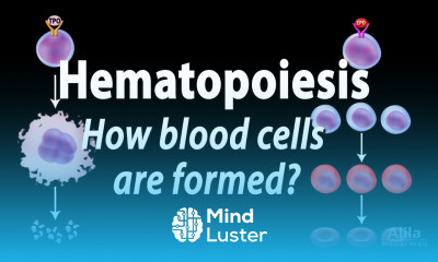 Hematopoiesis Formation of Blood Cells Animation