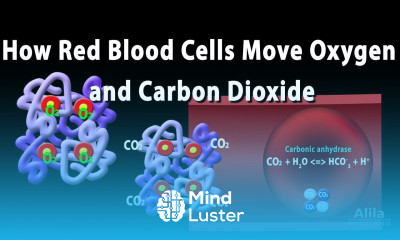 How Red Blood Cell Carry Oxygen and Carbon Dioxide Animation