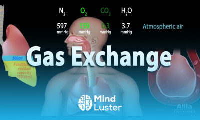 Learn Gas Exchange and Partial Pressures Animation - Mind Luster