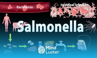 Salmonella Infections Salmonellosis Animation
