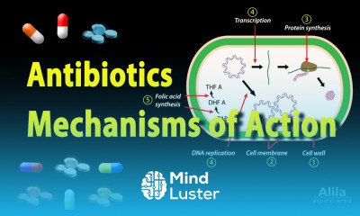 Antibiotics Mechanisms of Action Animation